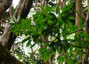 The Schefflera procumbens has been rediscovered after more than 100 years