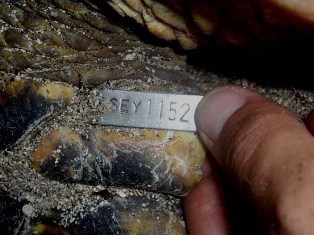 One of the tags on Turtle 2 found nesting at Desroches Island (Photo credit:  P. Summerton of ICS) 