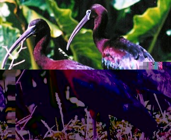 Glossy ibis on La Digue in 2003