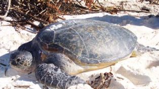 A green turtle looking for a nesting ground