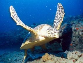 The hawksbill turtle at sea