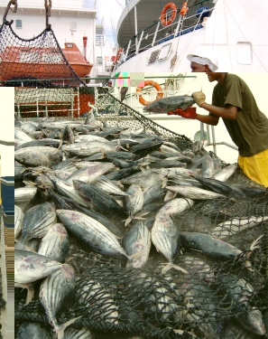 Unloading tuna in Port Victoria. Fisheries generate export revenue to the value of US $4.3 billion, one of the leading sources of export revenue on the African continent