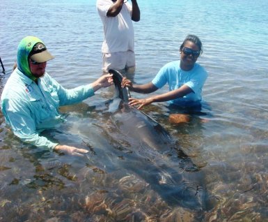 Saving the stranded false killer whale on Alphonse