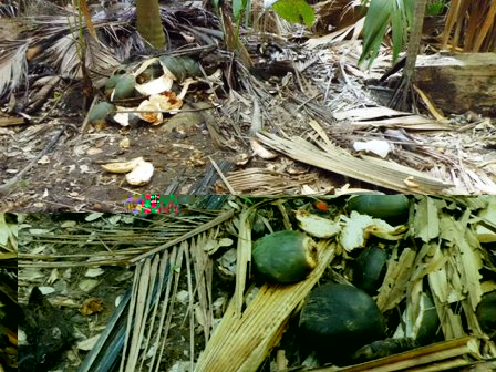 Husks and juvenile nuts abandoned on the forest floor by poachers