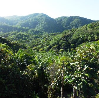 The Vallée de Mai, protected home of the coco de mer