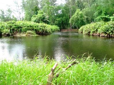 Anse Intendance wetlands