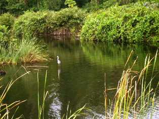 A happy dependant of a wetland