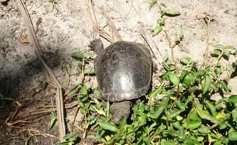 A freshwater terrapin accessing a marsh on La Digue