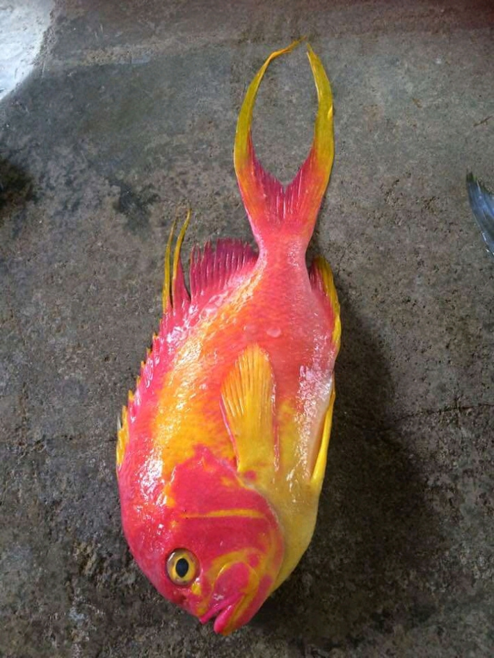 very rare fish