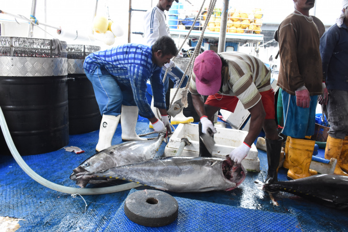 Private firms given last chance to ‘bring back dynamism’ in semi-industrial fishing sector