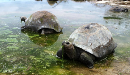 Aldabra Atoll wins prestigious status as protected ecosystem