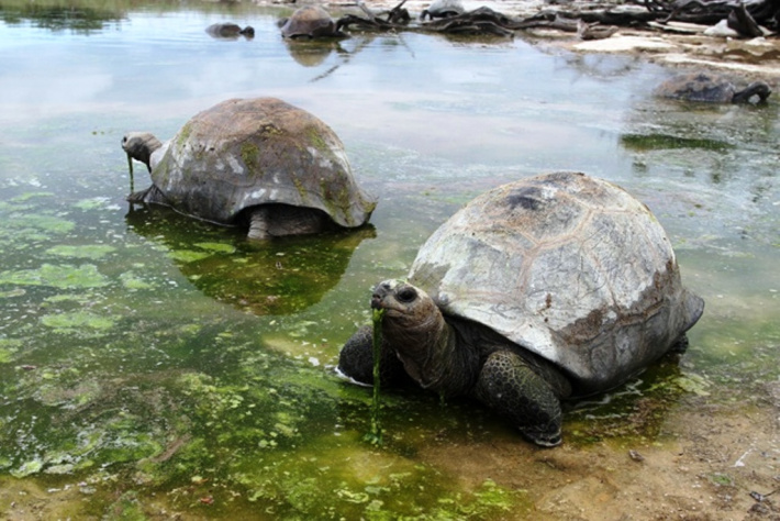 Aldabra Atoll wins prestigious status as protected ecosystem