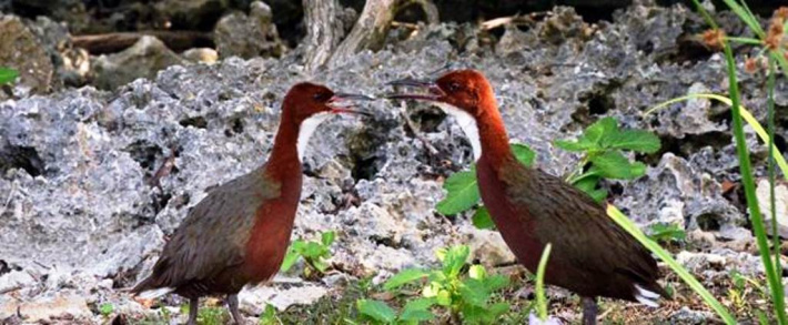 New research into flightlessness in the Aldabra rail indicates it could be a distinct species