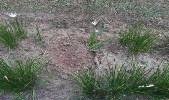 Roadside landscaping in jeopardy