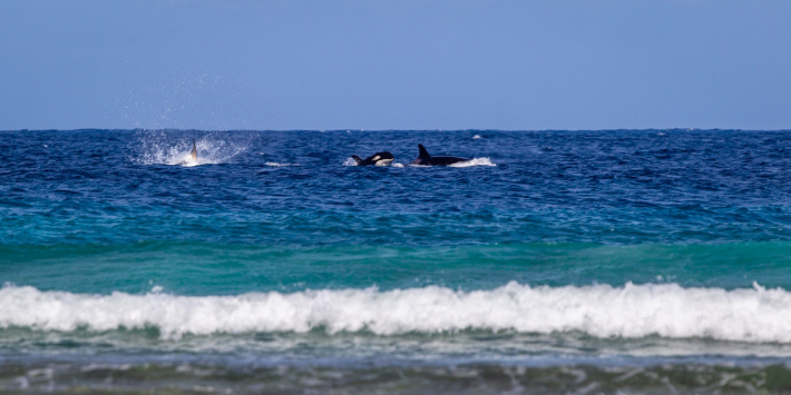 Fourth Orca sighting on Aldabra Atoll