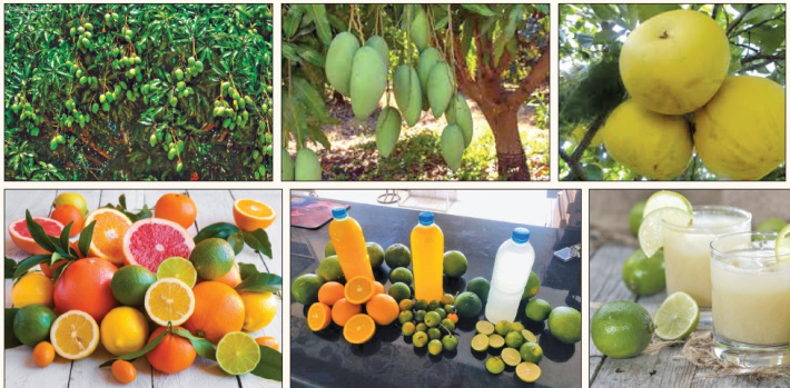 The salubrious savour of our fruits