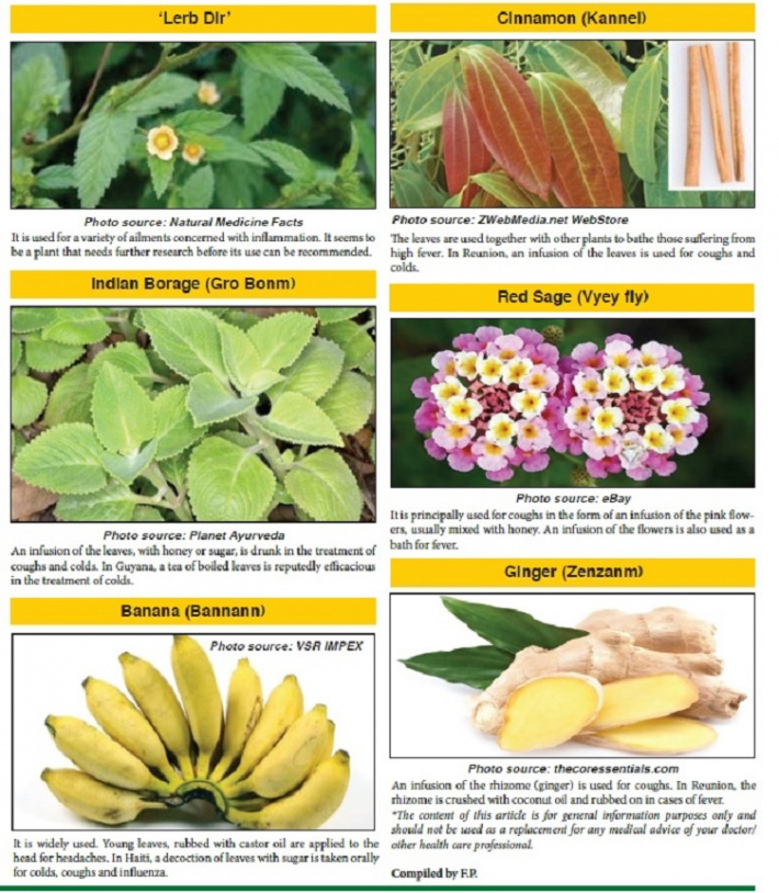 Medicinal plants of Seychelles: Renowned flu & cold remedies ...