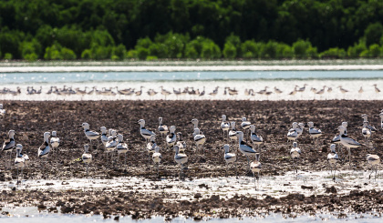 The Alphonse Group revealed as a hotspot for migratory birds