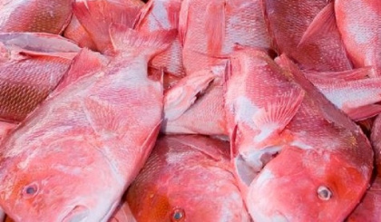 Decision to ban export of Red Snapper revised