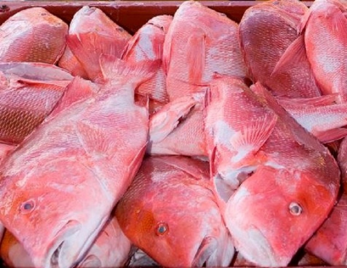 Decision to ban export of Red Snapper revised