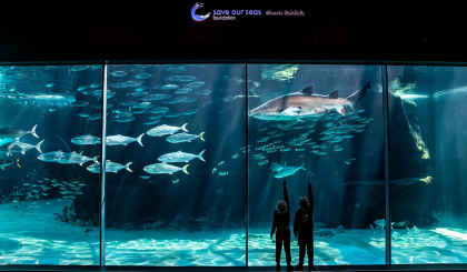 Two Oceans aquarium joins forces with the Save Our Seas Foundation to protect sharks
