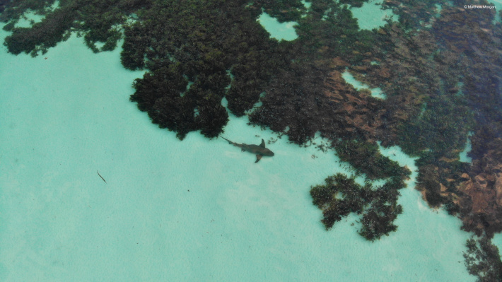 Seagrass: Earth’s best defence against climate change which you probably haven’t heard of