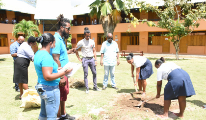 Coco de mer nut planted in Anse Royale secondary school compound
