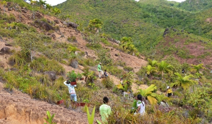 Volunteers willingly contribute to massive tree planting campaign on Praslin