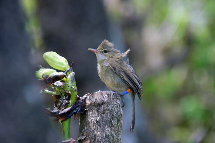 ‘Babysitters’ provide boost to offspring of elderly birds, Seychelles warblers show