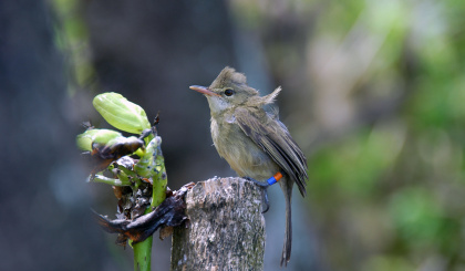 ‘Babysitters’ provide boost to offspring of elderly birds, Seychelles warblers show