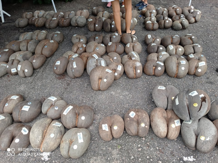 Planted coco de mer seeds germinate in Praslin National Park