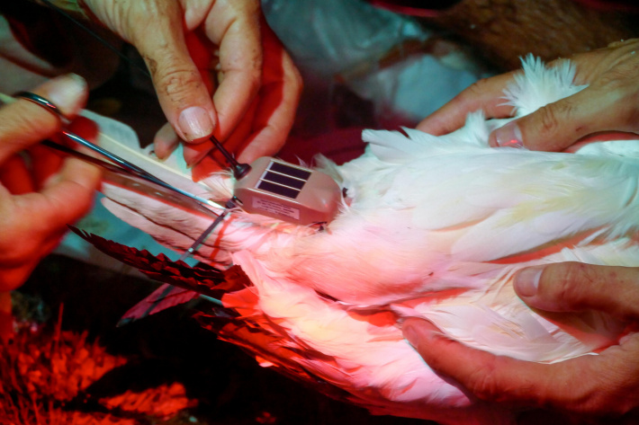 ICS discovers first Red-footed Booby breeding event at Alphonse Group