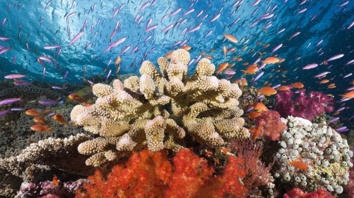 Seychelles set to benefit from Blue Nature Alliance initiative