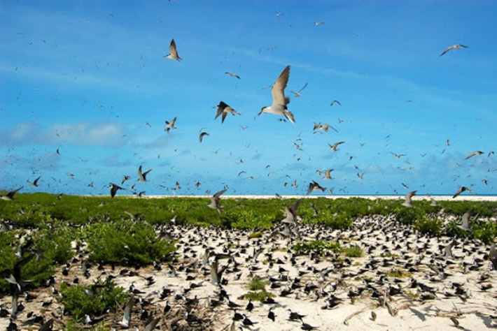 National census to assess status of sooty tern population