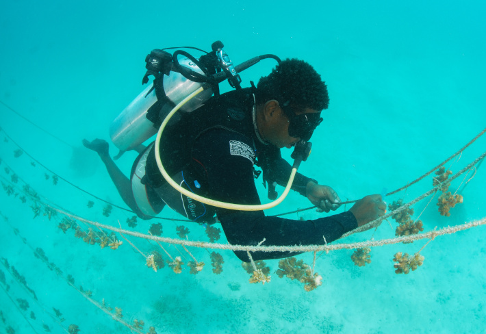 World Oceans Day – June 8     Coral reef restoration in the Ste Anne marine national park