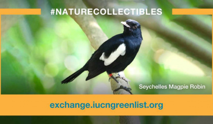 Seychelles magpie robin becomes world’s first ‘digital species’ and it’s for sale!