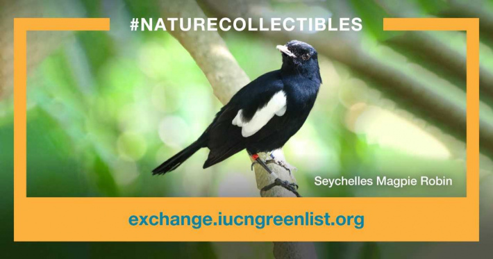 Seychelles magpie robin becomes world’s first ‘digital species’ and it’s for sale!