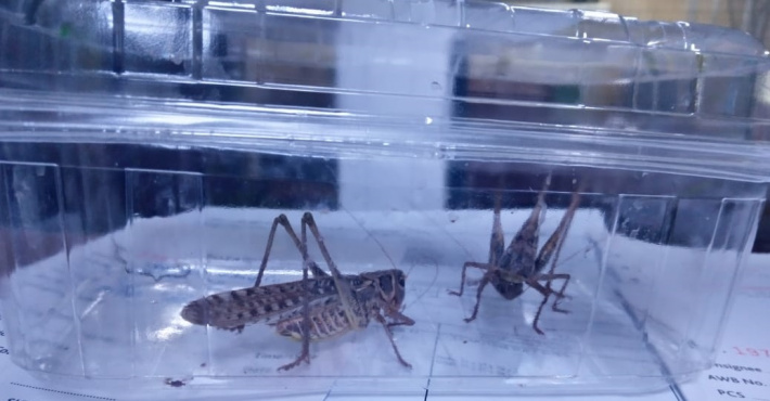 Two live locusts found on Turkish Airline flight ‘knocked down’