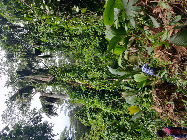 ICS tackles invasive plants threatening Coco-de-mer population on Silhouette