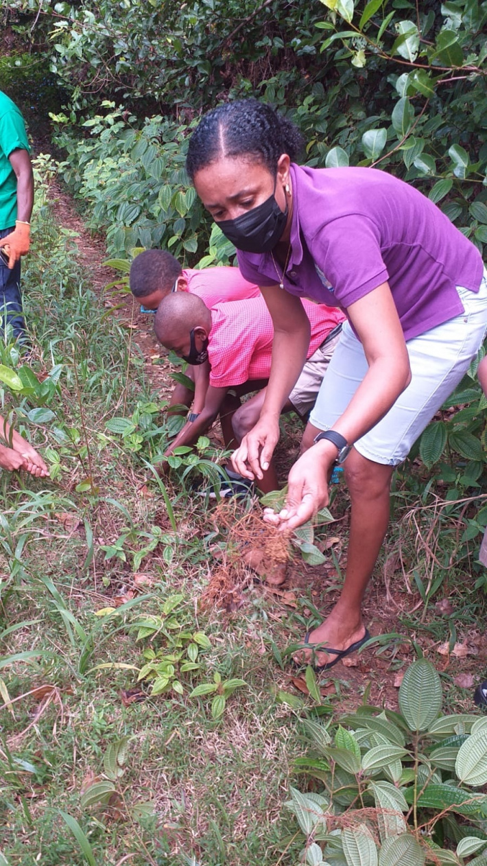 30th anniversary of museum activities     Eradication of ‘fouwatouk’ at Nature walk to Tea Tavern Glacis   