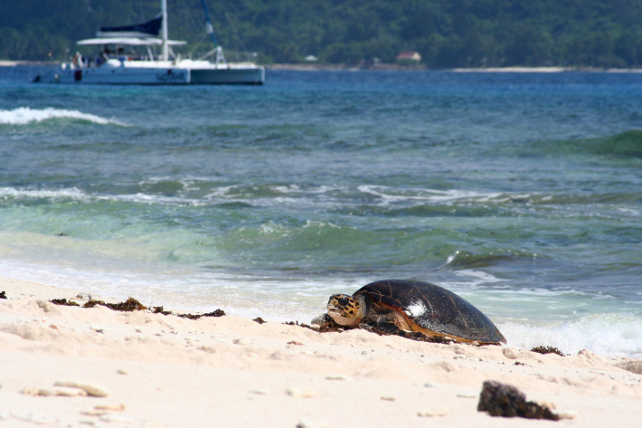 Turtles and Tourism – best practices from Cousin Island Special Reserve