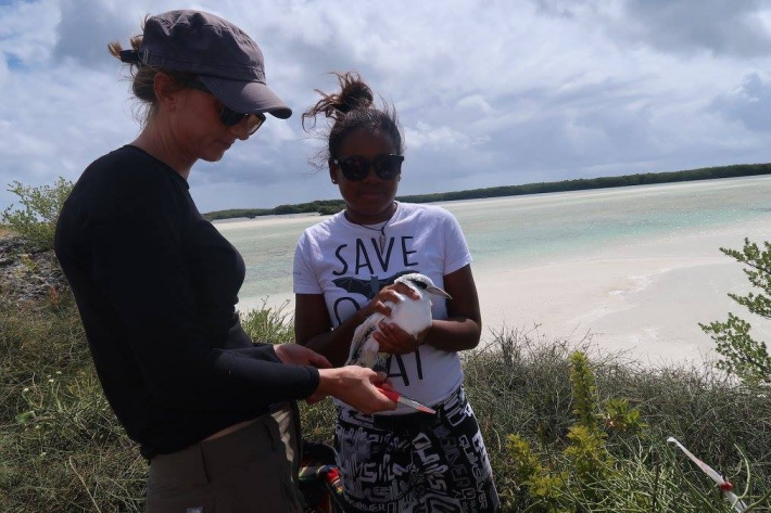 First multi-site assessment of white-tailed tropicbird population status and breeding trends in Seychelles  Study shows value of collaborative  multi-site research