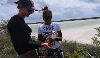 First multi-site assessment of white-tailed tropicbird population status and breeding trends in Seychelles  Study shows value of collaborative  multi-site research