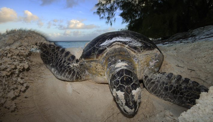 Green turtle population recovery at Aldabra continues after 50 years of protection