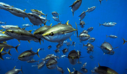 Yellowfin tuna still over-fished