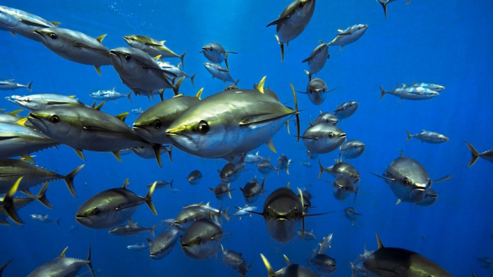 Yellowfin tuna still over-fished -Seychelles Nation