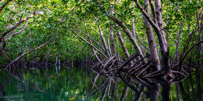 New research shows Aldabra's mangroves are crucial to Seychelles' climate change mitigation   