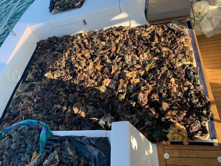 Boat arrested with more than 100kg of tortoise meat