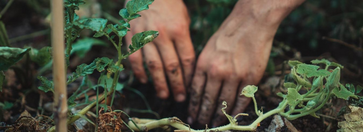 World Soil Day