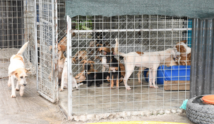 Pet Haven strives to find happy homes for rescued dogs   